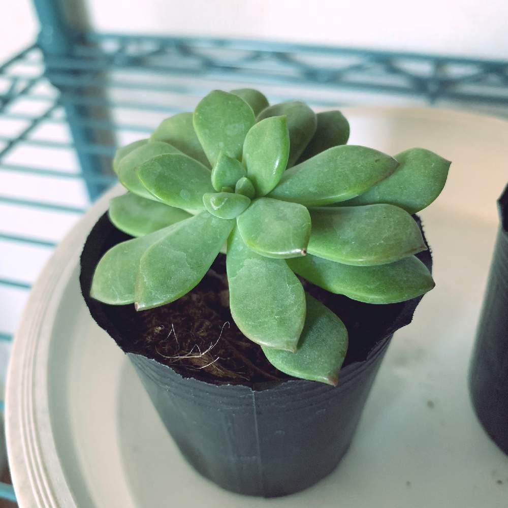 多肉植物の投稿画像 By ミニブロさん エケベリア属と100均多肉と マッコスと窓辺と成長記録とホームセンターとカインズと多肉植物 とエケベリア属と100均多肉と マッコスと成長記録とホームセンターとカインズ 21月11月16日 Greensnap グリーンスナップ