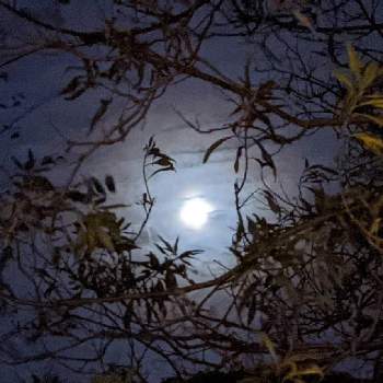 チタルパの画像 by 秋草さん | 広い庭とチタルパとチタルパ✽と月✽と雲仲間と【額縁シリーズ】と空✽と木々✽