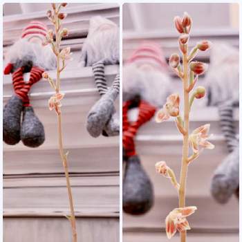 宝石蘭の投稿画像一覧 Greensnap グリーンスナップ