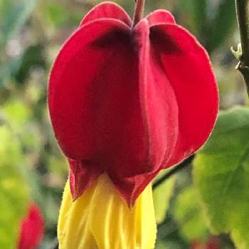 アブチロン チロリアンランプの画像 by ふぅちゃんさん | 広い庭とアブチロンとチロリアンランプ（アブチロン）と今日の一枚❤と赤と黄色の花とおうち園芸とコロナに負けるな！とアブチロン チロリアンランプと植物中毒と医療従事者に感謝と赤い花と花に癒される日々と真っ赤な火曜日と花のある暮らしと被災地にエールを…。