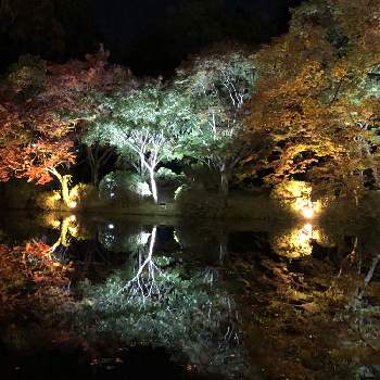 紅葉ライトアップの画像 by たけのこのっこさん | 京都府立植物園と紅葉ライトアップ
