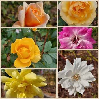 薔薇・バラ・ばらの画像 by しいちゃんさん | お出かけ先と薔薇・バラ・ばらとピンクの花と黄色の花と赤い花と晴れた休日と白い花