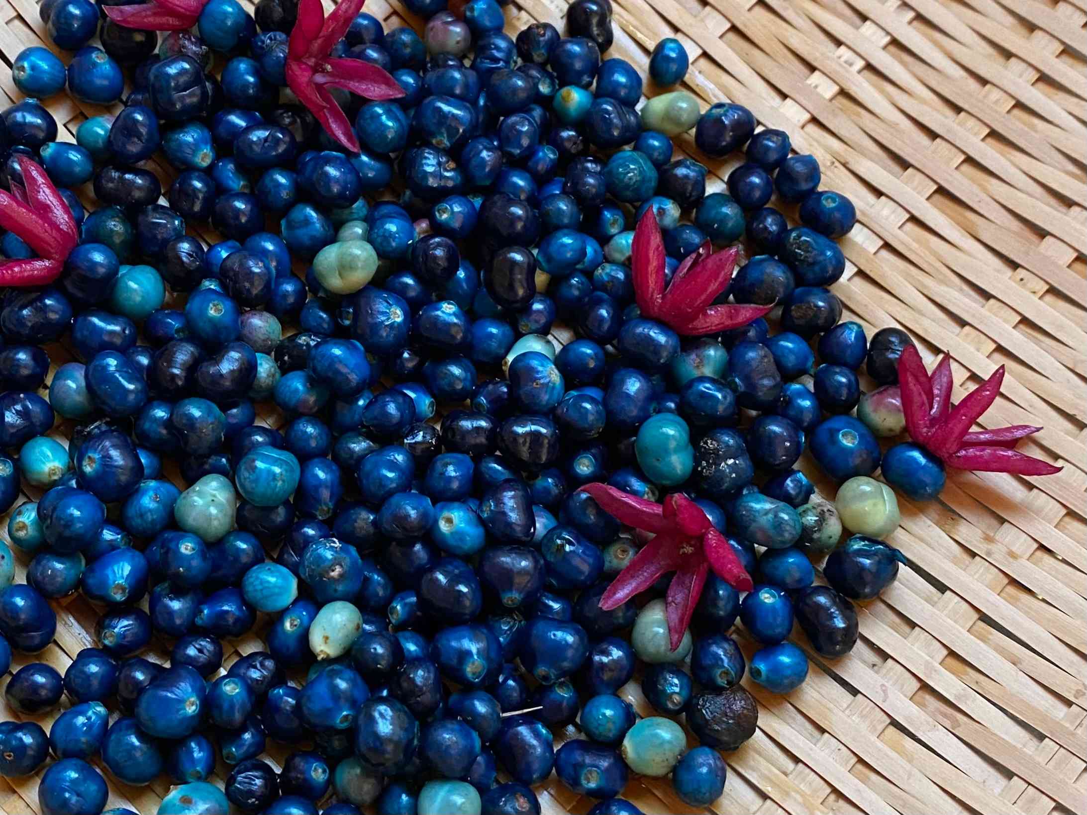 クサギを使って草木染め💙｜🍀GreenSnap（グリーンスナップ）