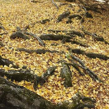 イチョウの葉の画像 by まっさんno.1さん | お出かけ先と綺麗〜❤️とイチョウの葉とGS映えとドライブ♡と奈良公園散歩とウオーキングと落ち葉