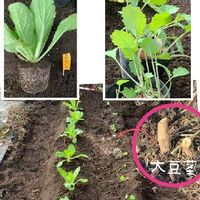 黒豆 黒大豆 の栽培方法 上手な育て方とは 栄養価や効能 花言葉は Greensnap グリーンスナップ