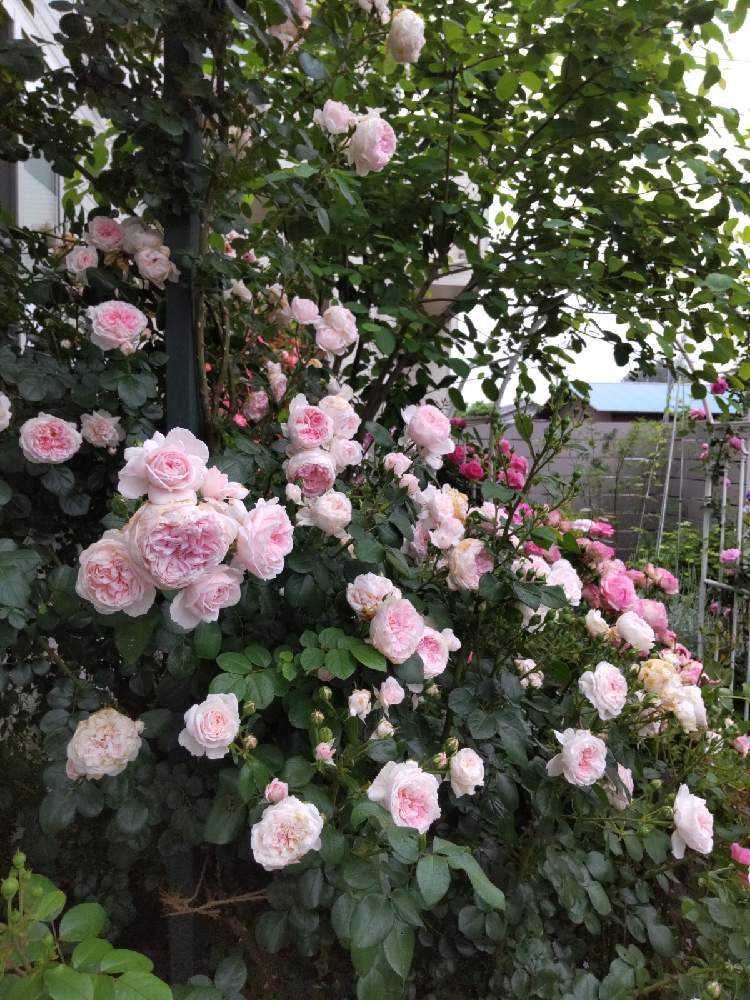 WAKKA 半幅帯 薔薇 美品 シンデレラ WAKKA 半幅帯 薔薇 美品