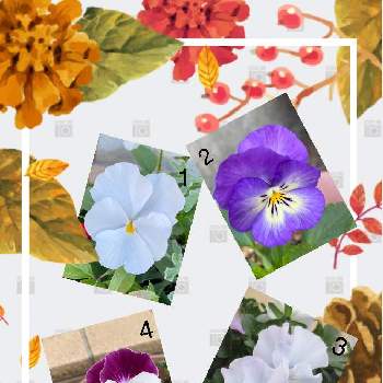 きれい♡の画像 by julianさん | 小さな庭と可愛い○と☆パンジーときれい♡とおうち園芸とガーデニングと白色の花と紫のお花