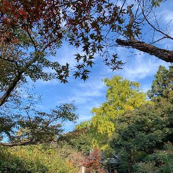 お寺のお庭の画像 by まちださん | イチョウとモミジと紅葉（こうよう）と水辺の水曜日と雲仲間とお寺のお庭と近所のお寺
