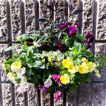 ストロビランテス ブルネッティの投稿画像一覧 Greensnap グリーンスナップ