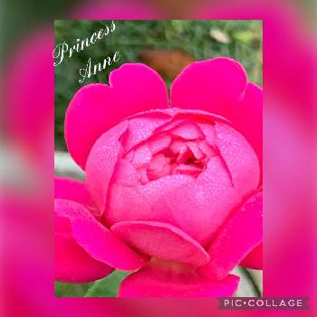 プリンセスアンの画像 by つゆみさん | プリンセスアンと薔薇暮らしと癒されてと鉢植えと花のある暮らしとばらに魅せられて
