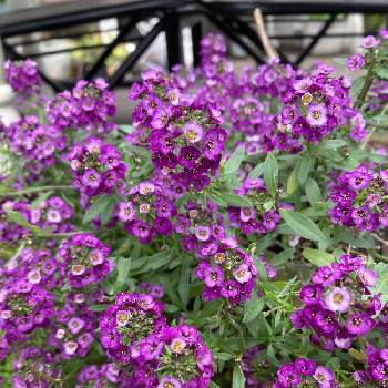 すっかり寒くなりましたの画像 by ももさん | 小さな庭とアリッサムと地元愛と冬の到来と素敵な色と花いろいろと皆さん、ご自愛下さいと花のある暮らしとすっかり寒くなりましたと北海道と紫の花と今日の花アリッサム