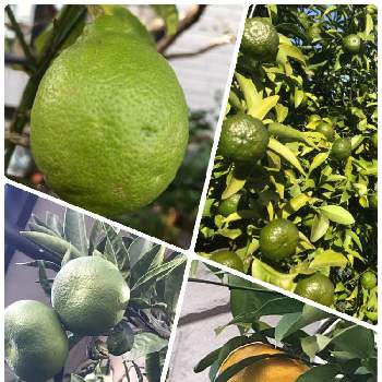 大津みかんの画像 by あきらさん | 小さな庭とレモンとシークワーサーと大津みかんと柚子と柑橘と庭の果樹