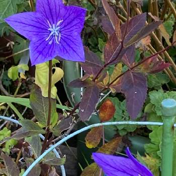 万葉の花の投稿画像一覧 Greensnap グリーンスナップ