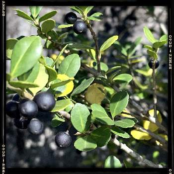 イヌツゲの黒い実の画像 by Kazyanさん | イヌツゲの黒い実と郷土の花華シリーズとデンタルクリニックの庭　和堂とデンタルクリニックの庭