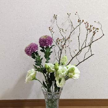 ピンポンマム　ピンポン菊の画像 by シーパさん | 階段/廊下とトルコキキョウとキクとピンポンマム　ピンポン菊とローズヒップ