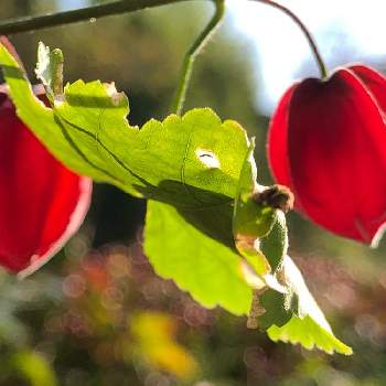 ウキツリボク（チロリアンランプ）の画像 by さくらさん | ウキツリボク（チロリアンランプ）と秋の気配とおうち園芸