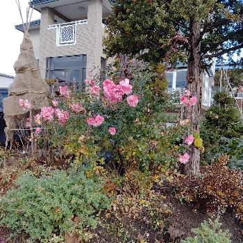 ボニカ'82の画像 by tottokoさん | 広い庭とボニカ'82とにわの草花とばら バラ 薔薇とピンク！ピンク！ピンク！とピンクの花とピンクの花が好きと秋の終わりと北海道からと花いろいろと花のある暮らし