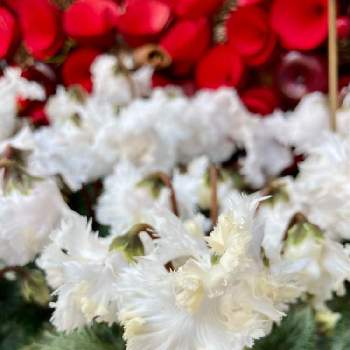 シクラメン  スワンの画像 by ヤンビビさん | お出かけ先とシクラメン  スワンと可愛いと白い花