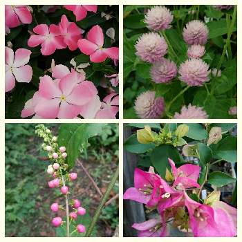 数珠珊瑚の投稿画像一覧 Greensnap グリーンスナップ