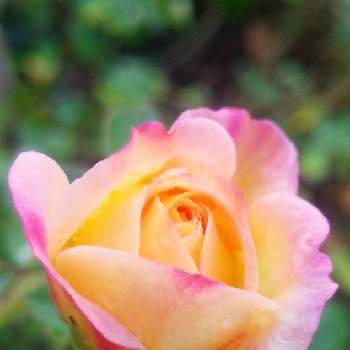 薔薇・バラ・ばらの画像 by ゆみゅさん | 小さな庭とミルキーウェイとバラ、薔薇、ばらとミニバラと薔薇・バラ・ばらとバラのある暮らしとおうち園芸と鉢植えと花のある暮らしと小さなお庭