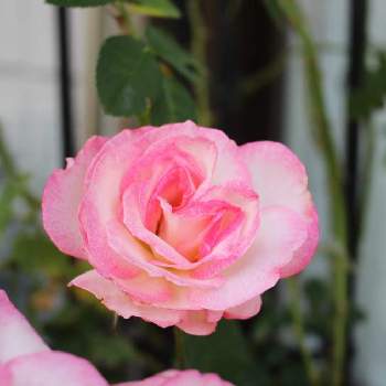 薔薇ニコルの画像 by pipiさん | バルコニー/ベランダと薔薇 ニコルと薔薇を楽しむ♡と薔薇ニコルとバルコニーガーデンと薔薇のある暮らし♡とおうち園芸と手作りガーデンとピンクのお花と花のある暮らしと薔薇♪