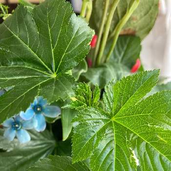 木苺の葉っぱの投稿画像一覧 Greensnap グリーンスナップ 木苺の葉っぱの投稿画像一覧 Greensnap グリーンスナップ