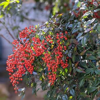 爽やかな秋晴れの画像 by hiroさん | 小さな庭と南天(なんてん)と花のある暮らし♡とGSの皆さまに感謝♡と体調にお気をつけてと爽やかな秋晴れと頑張れ♡みんなと南天の赤い実と見てくれてありがとう♡と赤い実