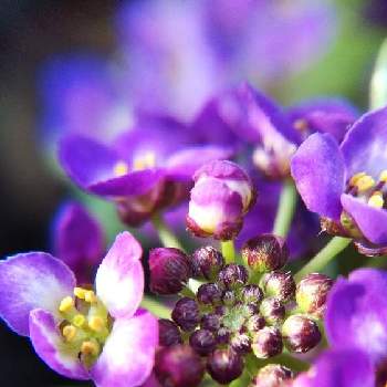 マクロで青い花を写そう！2021の画像 by mimozaさん | 小さな庭とアリッサムとスイートアリッサム とマクロで青い花を写そう！2021と今日のお花とチームブルーNo.117と青い花マニアとチーム・ブルーと青い小さい花マニア