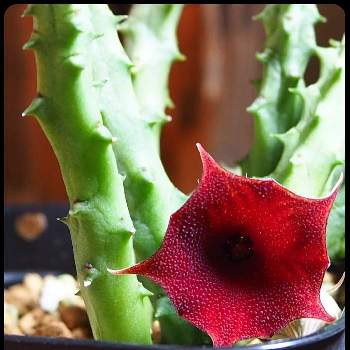 ガガイモの花の投稿画像一覧 Greensnap グリーンスナップ