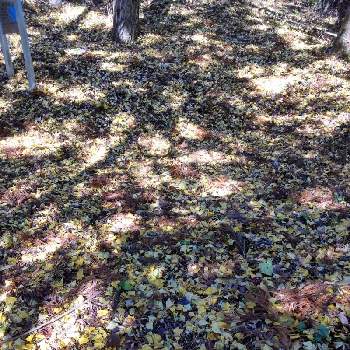 銀杏の落ち葉の画像 by t.akiさん | お出かけ先と銀杏の落ち葉