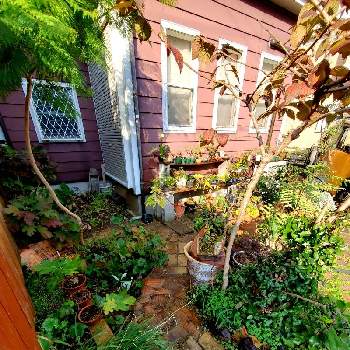 ジャカランダ(紫雲木)の画像 by RIAN マスターさん | 小さな庭とジャカランダ(紫雲木)とオオデマリと観葉植物と常緑樹とつる性植物と落葉樹と盆栽