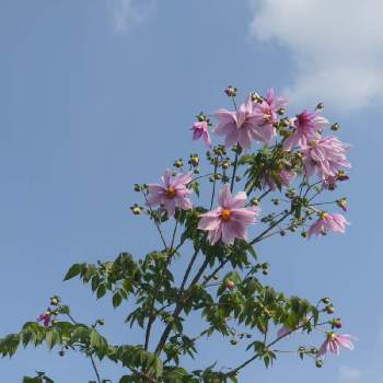 咲き誇るの画像 by まっさんno.1さん | お出かけ先と綺麗〜❤️とコウテイダリア♡と民家の庭先と花壇とGS映えとウオーキングと咲き誇ると青空に映える