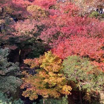 秋本番の画像 by 典子さん | お出かけ先と旅の途中と秋本番と色艶やか
