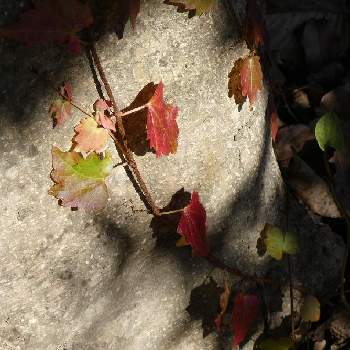 ツタ(蔦),あっ火曜日,植物のある暮らし,秋の景色,真っ赤な火曜日の画像