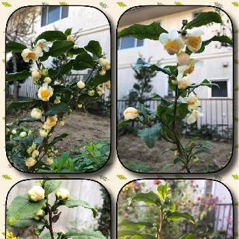 庭*の画像 by suzumamaさん | 庭*とチャノキ。とおうち園芸と花いろいろと花のある暮らし