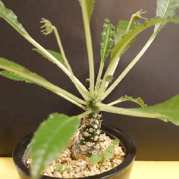 ドルステニア クリスパの画像 by プリシラさん | 部屋とドルステニア クリスパと塊根植物と発芽とLED