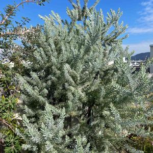 観葉植物,庭木,屋上ガーデン,花のある暮らし,グリーンのある暮らしの画像