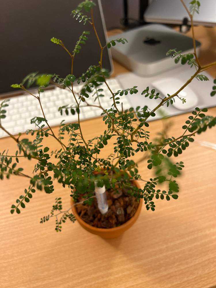 ソフォラ リトルベイビーの成長記録 Greensnap グリーンスナップ