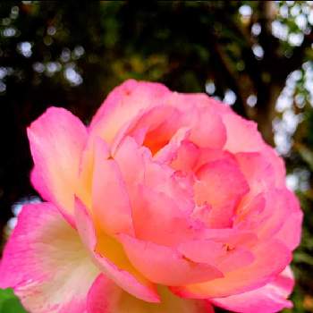 薄いピンクのお花の画像 by EMIさん | お出かけ先と薄いピンクのお花とやさしいお花とサーモンピンクの花とピンク色の花と花のある暮らしと薔薇♪とお散歩