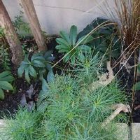 コウヤマキ 高野槙 の育て方 植え付け時期は 剪定や挿し木の方法は Greensnap グリーンスナップ