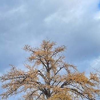 イチョウ(銀杏)の画像 by わこさん | お出かけ先とイチョウ(銀杏)と気になる～と空と木と懐かしい場所と紅葉・黄葉