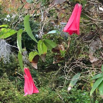 南米原産の投稿画像一覧 Greensnap グリーンスナップ