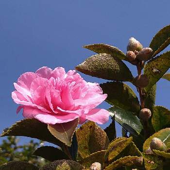 ピンクのサザンカの投稿画像一覧 Greensnap グリーンスナップ