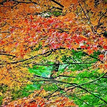 ムクロジ科カエデ属の画像 by ✴︎Ｃｈｉｅ✴︎さん | イロハモミジと落葉高木と山野草と絵の具箱からあふれ出る葉色たちと美しい樹木とイロハモミジ。と秋の景色と真っ赤と在来種とムクロジ科カエデ属と優しい雰囲気と令和の秋・日本の秋と植物を愛でると薬用植物と空を見上げてと青空と葉っぱlove♥と一期一会とイロハモミジの紅葉と美しいと平和の祈り