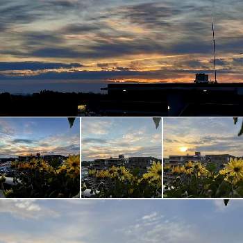 光る雲の画像 by レモン茶さん | バルコニー/ベランダとスプレーマムとお日様とと光る雲とオレンジ色♪と日の出と秋空と雲仲間と朝焼け