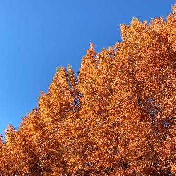 メタセコイア☆の画像 by こころんさん | お出かけ先とメタセコイア並木ときれいと紅葉（こうよう）と癒されるとメタセコイア☆と青空とオレンジ色