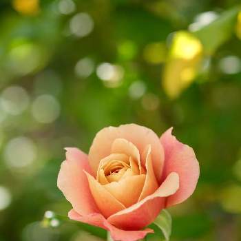 ディスタント・ドラムスの画像 by ボヤージュさん | 小さな庭とディスタント・ドラムスと秋バラと薔薇に魅せられてとバラ大好きとバラのある暮らしとバラが好き