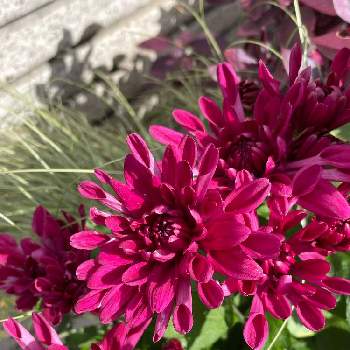 クリサンセマム　マウントオービスクの画像 by こすもすさん | 小さな庭とクリサンセマム　マウントオービスクとクリサンセマムとガーデニングと癒しといつもありがとう♡とお花が好き♡