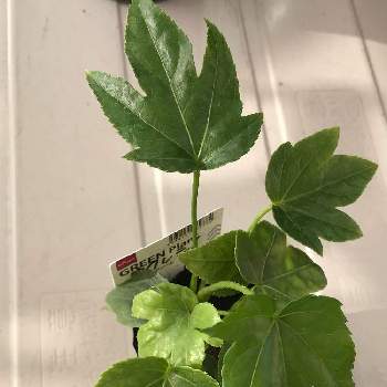隠れ蓑の投稿画像一覧 Greensnap グリーンスナップ