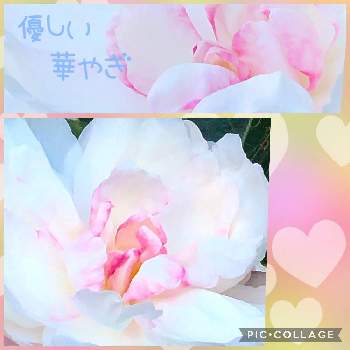 お花に心癒されての画像 by naoppeさん | みんなが幸せに〜〜♡と今年も逢えたねと笑顔を貴方へと季節を感じてとお花に心癒されてと清楚な美と不思議な魅力
